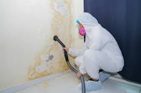 Mold Documentation for Insurance Claims in Glencoe, AL